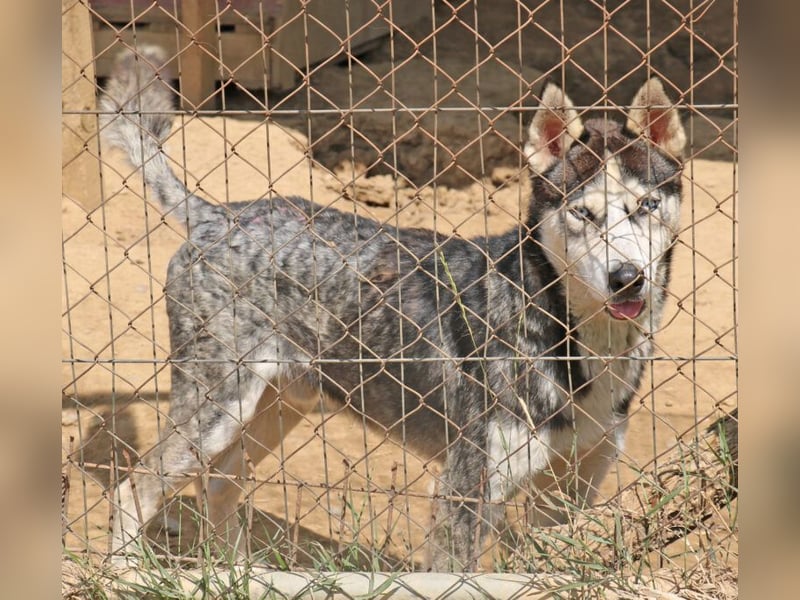 Husky Andy ist ein treuer Begleiter