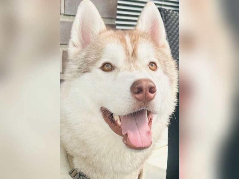 Kastrierter Husky Rüde in erfahrene Hände abzugeben