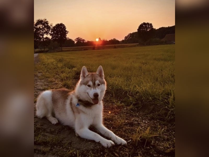Kastrierter Husky Rüde in erfahrene Hände abzugeben