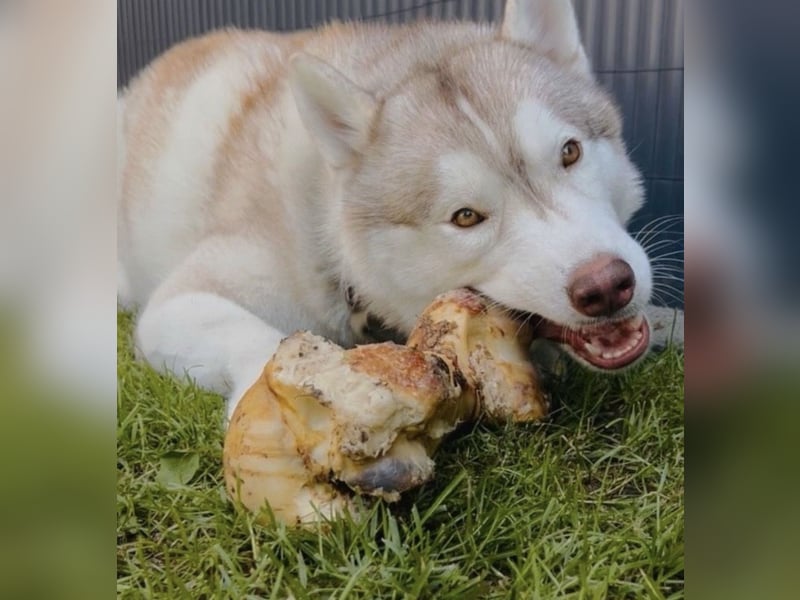 Kastrierter Husky Rüde in erfahrene Hände abzugeben