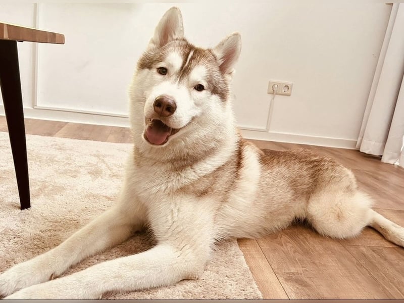 Kastrierter Husky Rüde in erfahrene Hände abzugeben