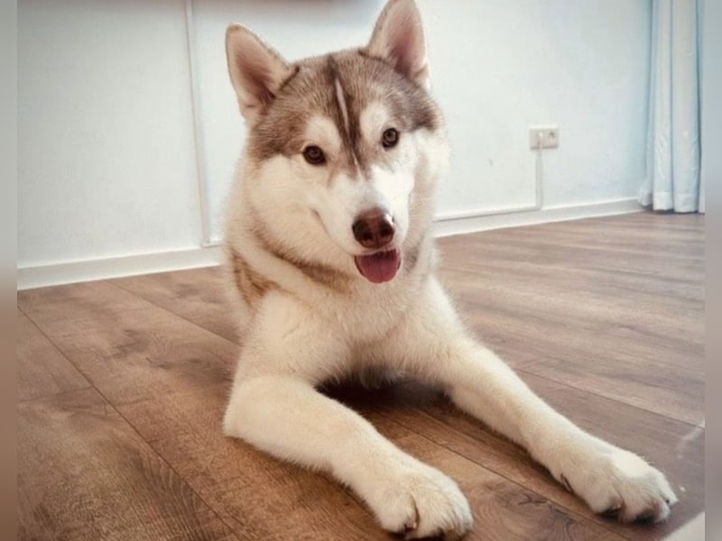 Kastrierter Husky Rüde in erfahrene Hände abzugeben