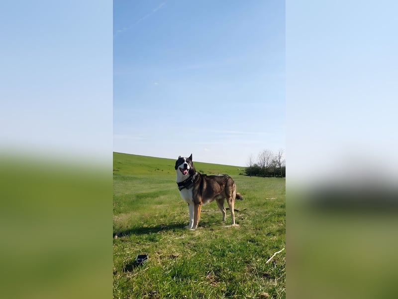 Sibirischer Husky fast 3 Jahre