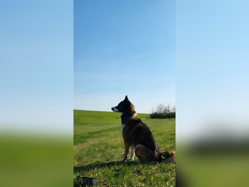 Sibirischer Husky fast 3 Jahre