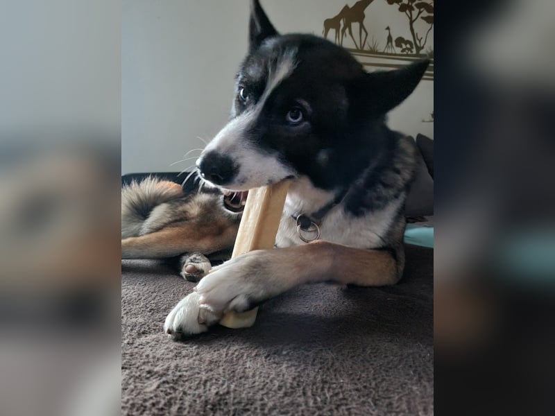 Sibirischer Husky fast 3 Jahre