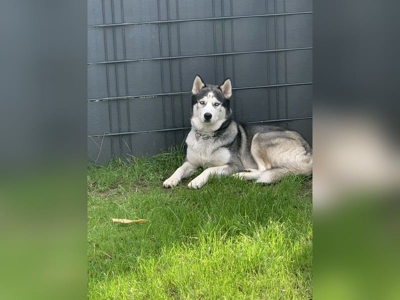 Deckrüden, sibirische Husky