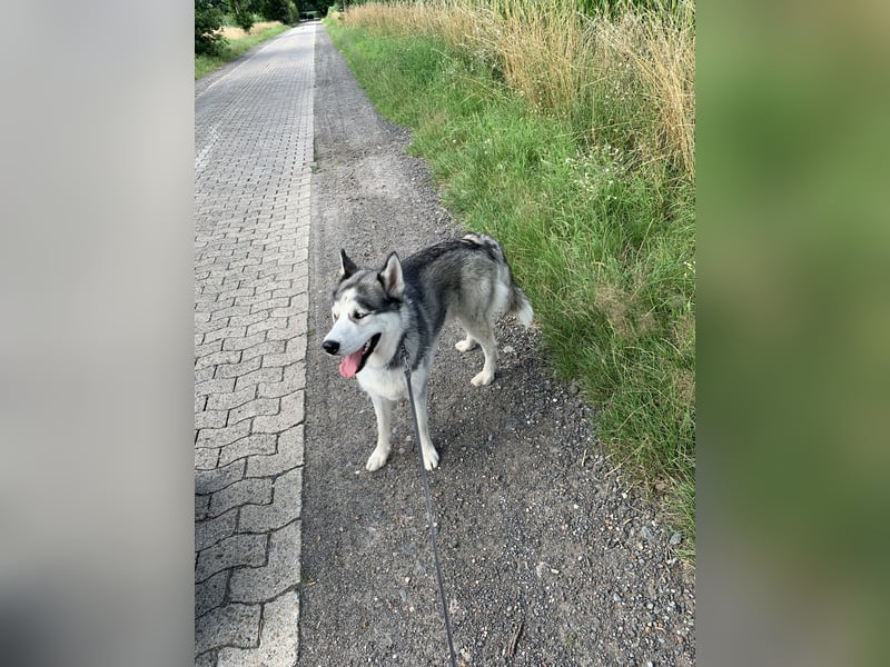 Deckrüden, sibirische Husky