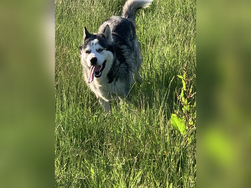 Deckrüden, sibirische Husky