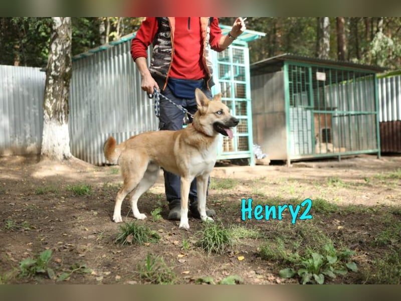 Henry2 06/2020 (RUS) - cleverer und verspielter Husky-Mix sucht sportliche Menschen!