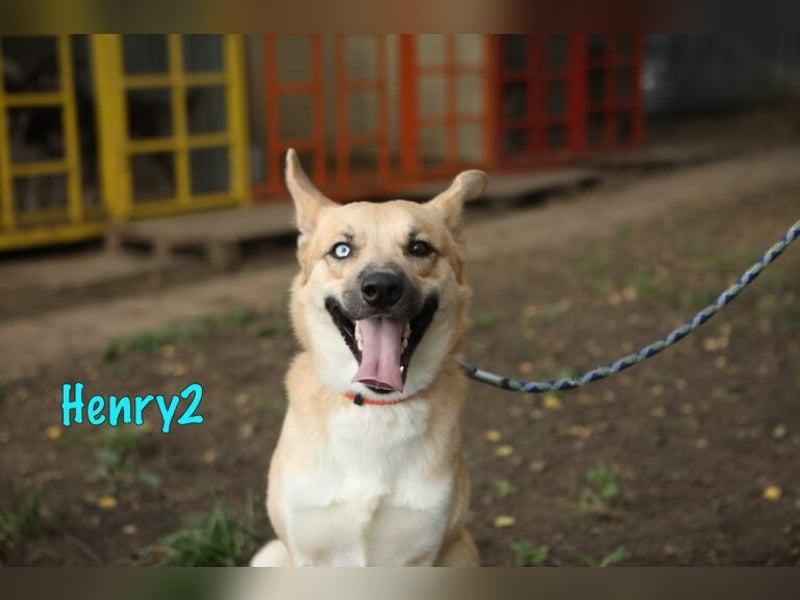 Henry2 06/2020 (RUS) - cleverer und verspielter Husky-Mix sucht sportliche Menschen!