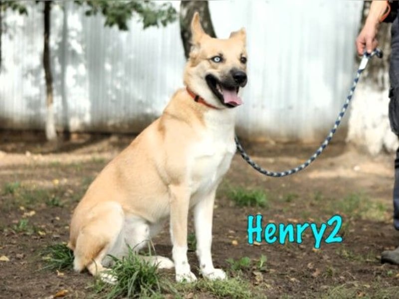 Henry2 06/2020 (RUS) - cleverer und verspielter Husky-Mix sucht sportliche Menschen!