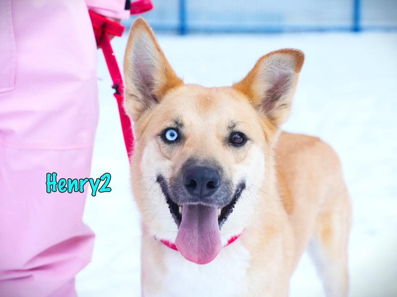 Henry2 06/2020 (RUS) - cleverer und verspielter Husky-Mix sucht sportliche Menschen!