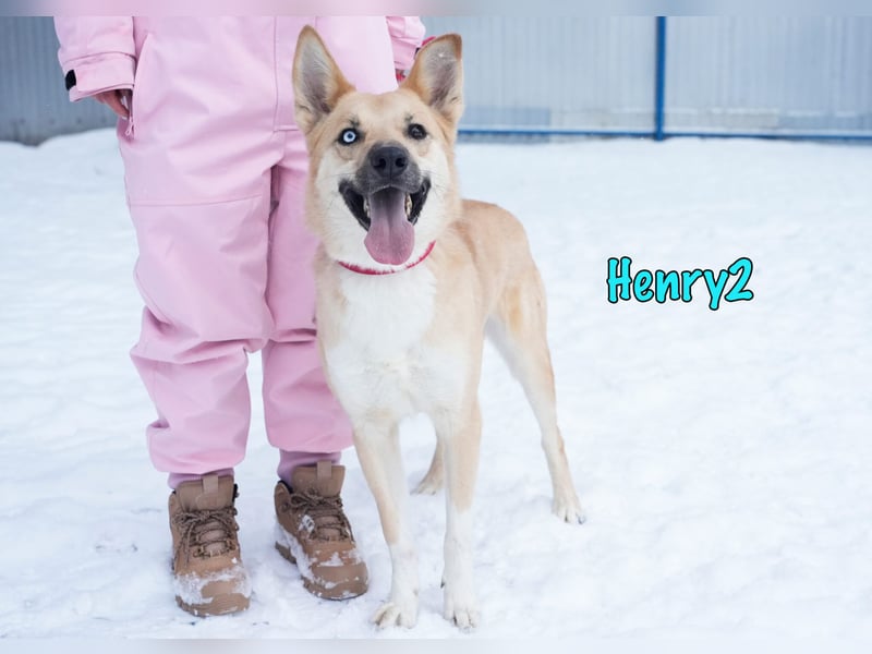 Henry2 06/2020 (RUS) - cleverer und verspielter Husky-Mix sucht sportliche Menschen!