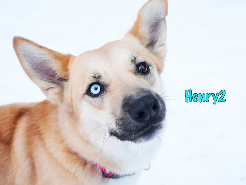 Henry2 06/2020 (RUS) - cleverer und verspielter Husky-Mix sucht sportliche Menschen!