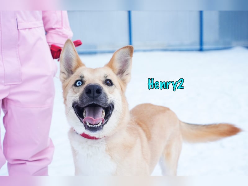 Henry2 06/2020 (RUS) - cleverer und verspielter Husky-Mix sucht sportliche Menschen!