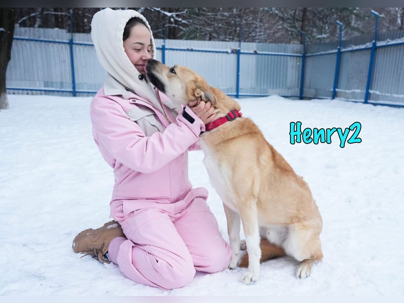 Henry2 06/2020 (RUS) - cleverer und verspielter Husky-Mix sucht sportliche Menschen!