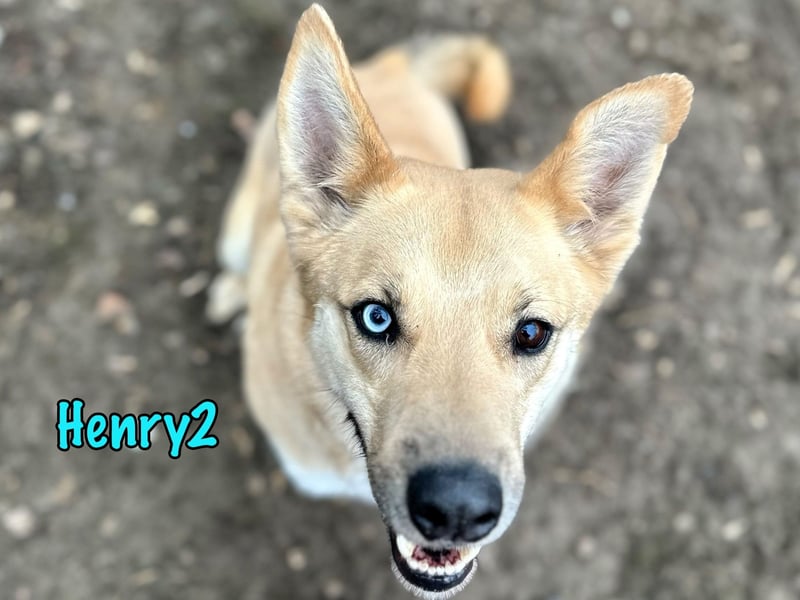 Henry2 06/2020 (RUS) - cleverer und verspielter Husky-Mix sucht sportliche Menschen!
