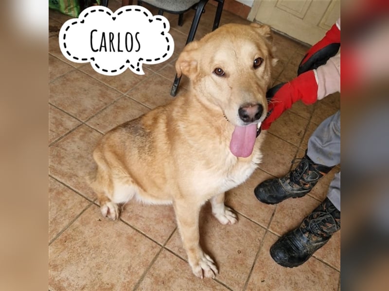 Carlos ein gutmütiger Rüde