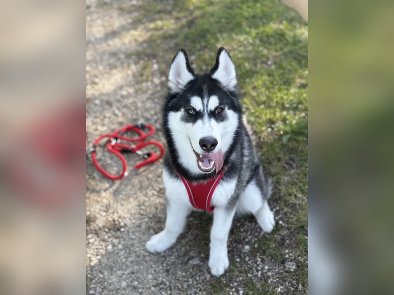 Siberian Husky