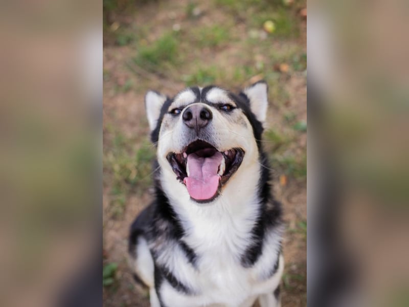 Husky Niko - hier suchen wir Menschen die sich mit dieser Hunderasse auskennt.