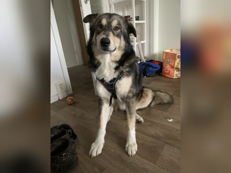 Malamuthusky
