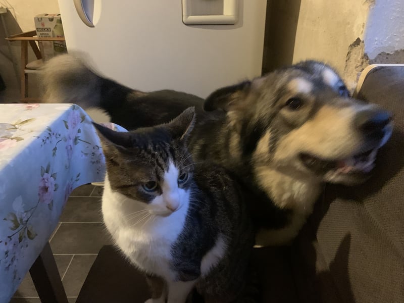 Malamuthusky