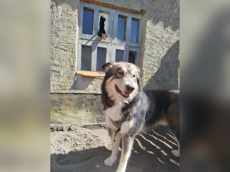 Malamuthusky