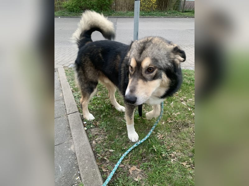 Malamuthusky