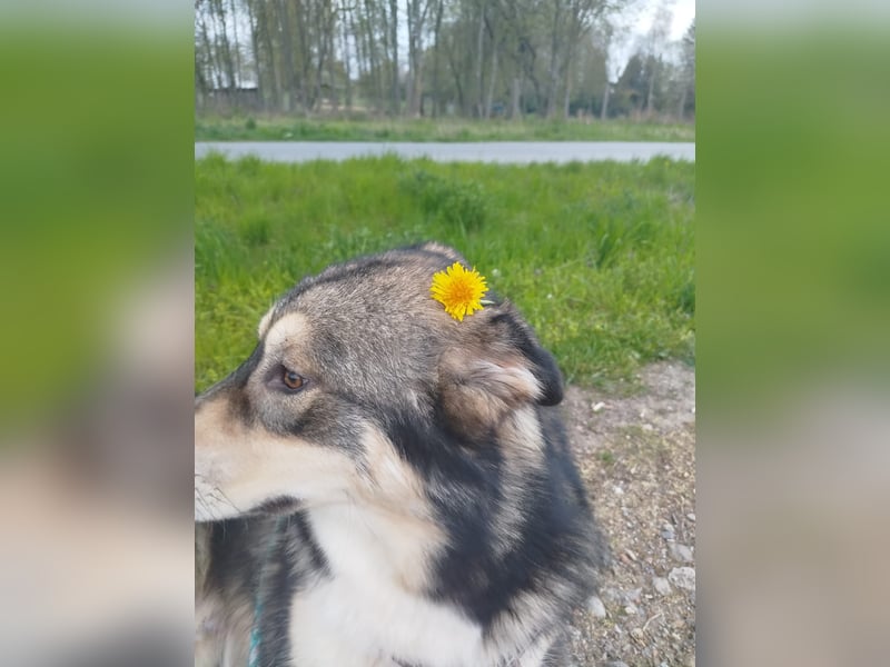 Malamuthusky