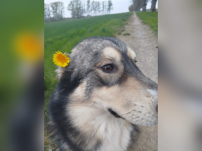 Malamuthusky