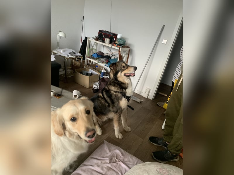 Malamuthusky