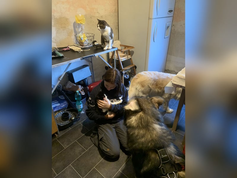Malamuthusky