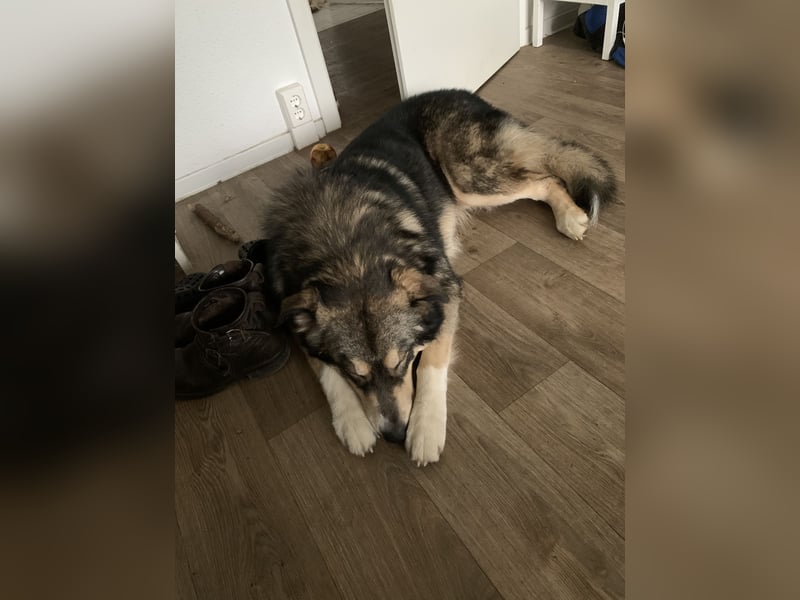 Malamuthusky