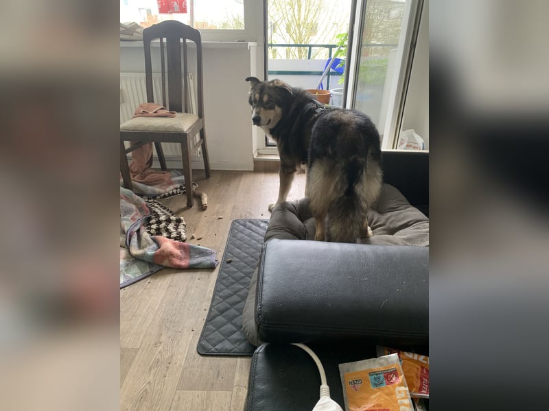 Malamuthusky