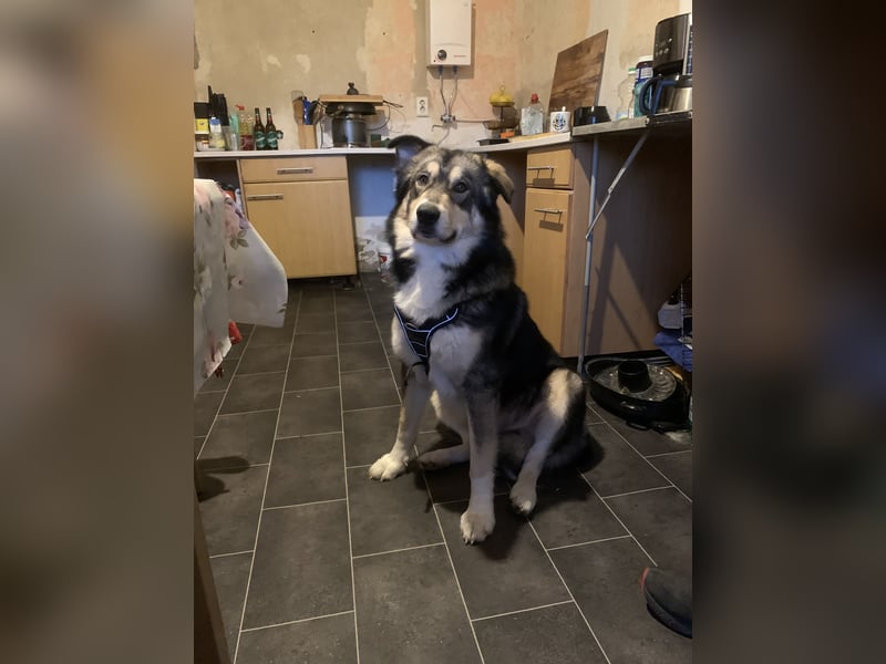 Malamuthusky