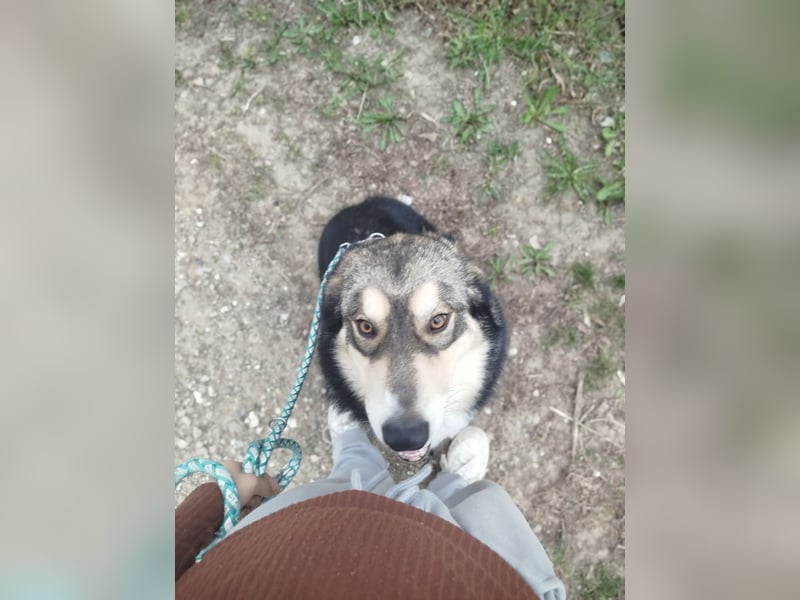 Malamuthusky