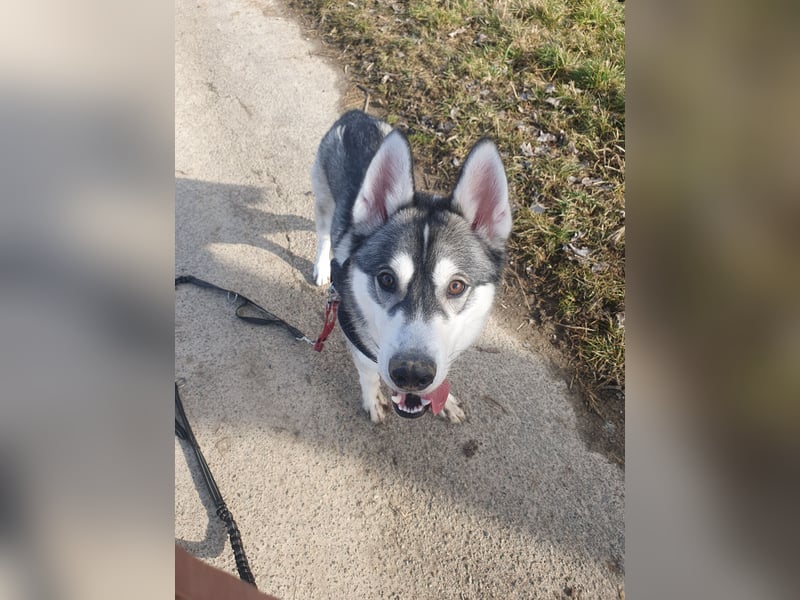 Husky Junghund Rüde