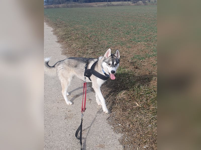Husky Junghund Rüde