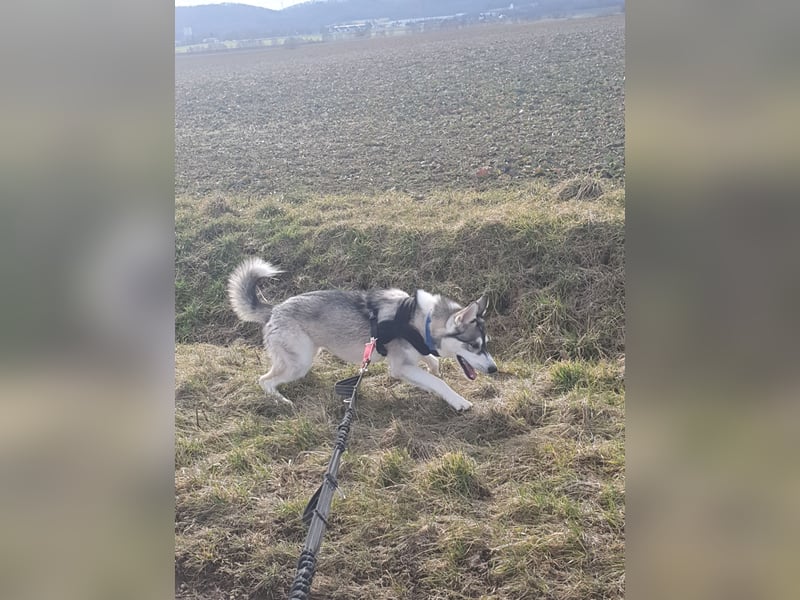 Husky Junghund Rüde