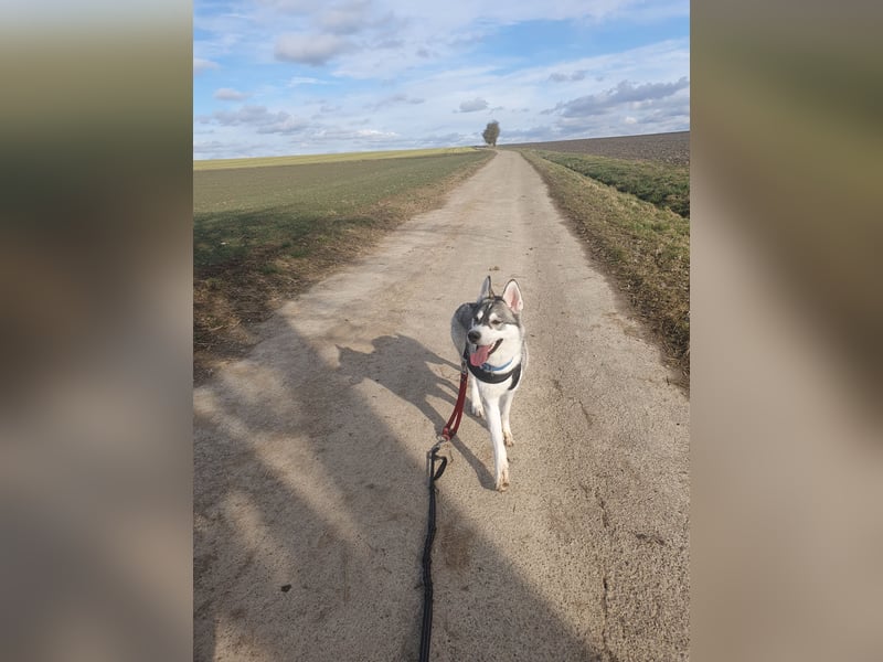 Husky Junghund Rüde