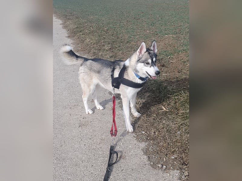 Husky Junghund Rüde