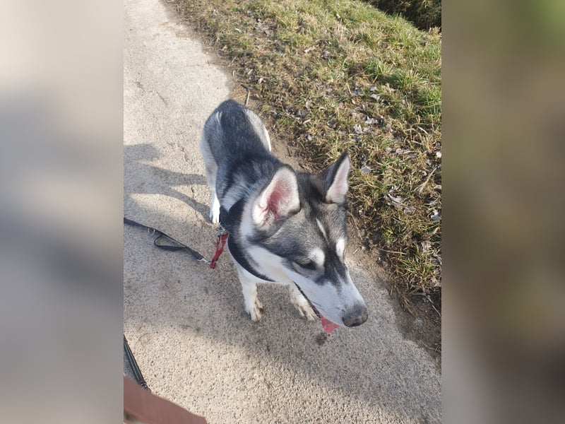 Husky Junghund Rüde