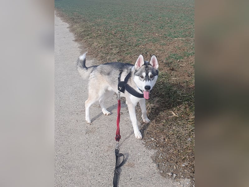 Husky Junghund Rüde