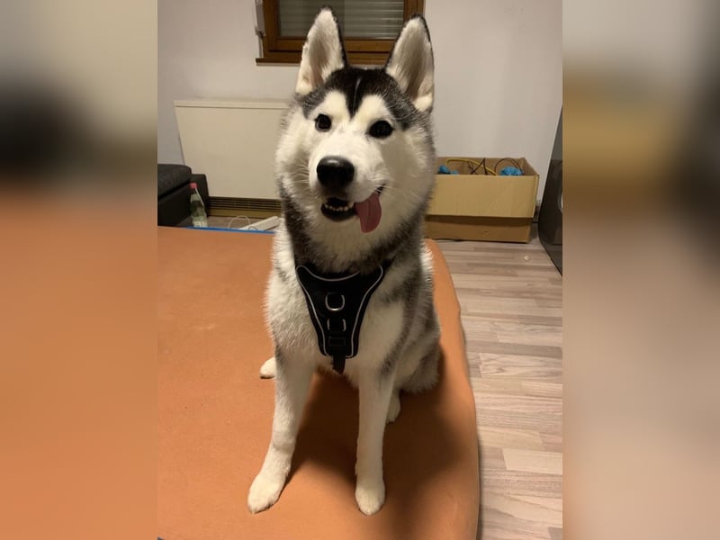 Sibirischer Husky Rüde Showlinie