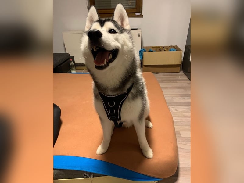 Sibirischer Husky Rüde Showlinie
