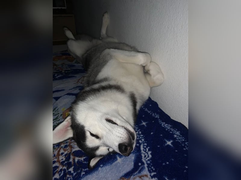 Sibirischer Husky Rüde Showlinie