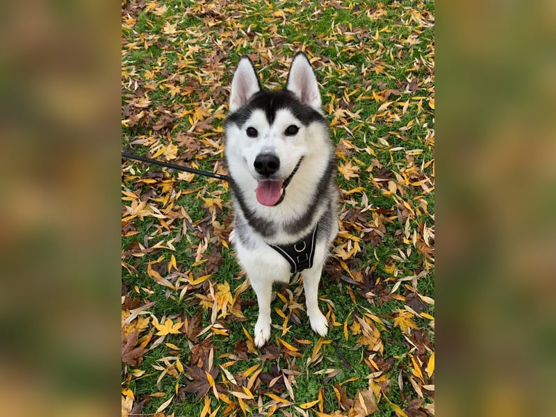 Sibirischer Husky Rüde Showlinie