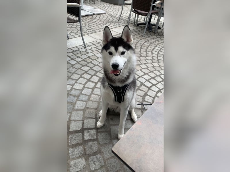 Sibirischer Husky Rüde Showlinie