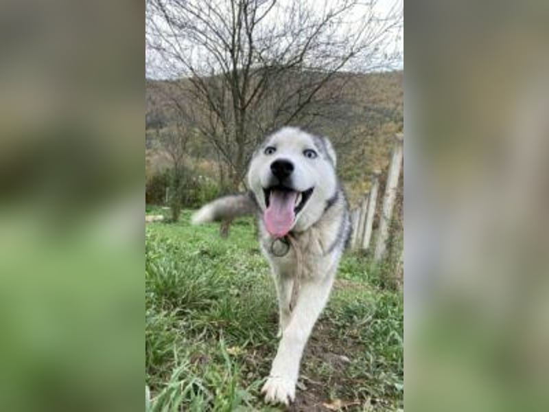 Lobo - traumhafter Charakter