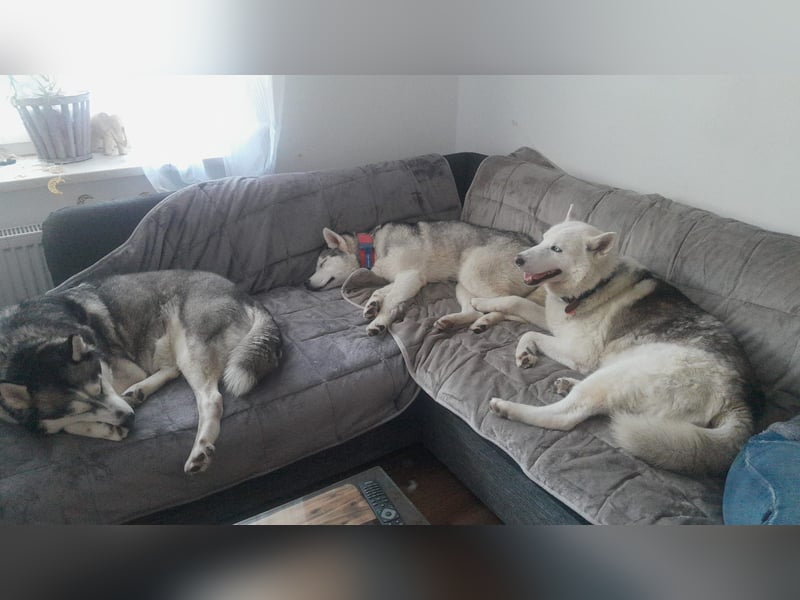 Lobo - traumhafter Charakter